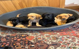 Goldador dogs for sale: GORGEOUS GOLDADORS  - Image 14