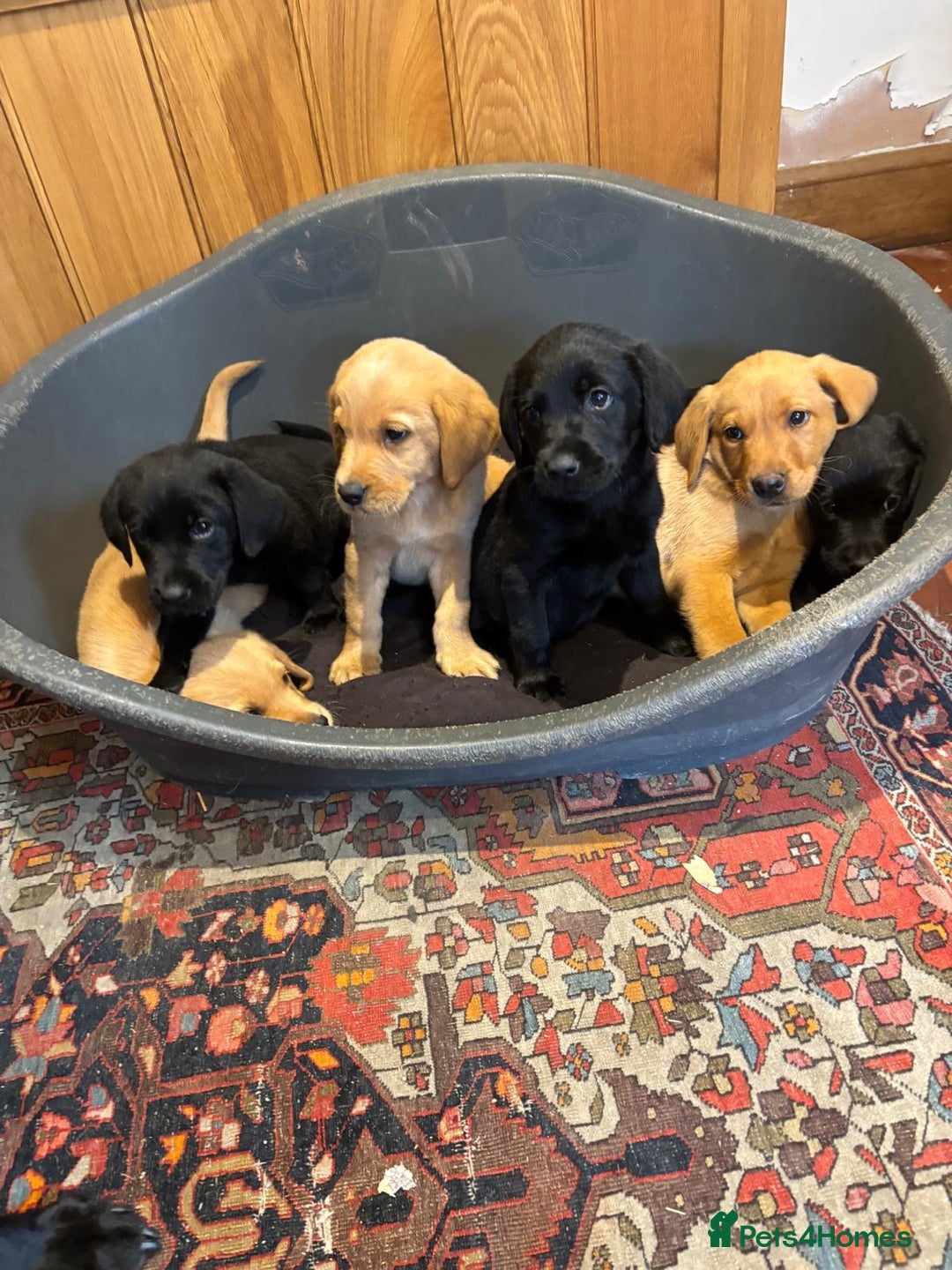 Goldador dogs for sale: GORGEOUS GOLDADORS  - Image 14
