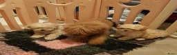 Maltipoo dogs for sale: Cute and fluffy maltipoo girls ❤️ in Darwen - Advert 8