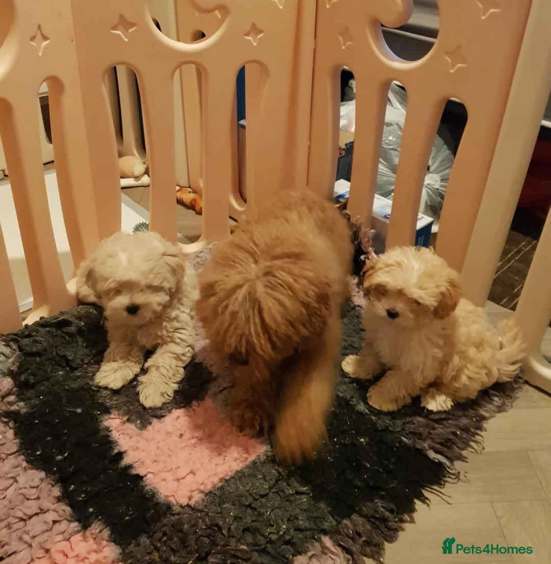 Maltipoo dogs for sale: Cute and fluffy maltipoo girls ❤️ in Darwen - Advert 8