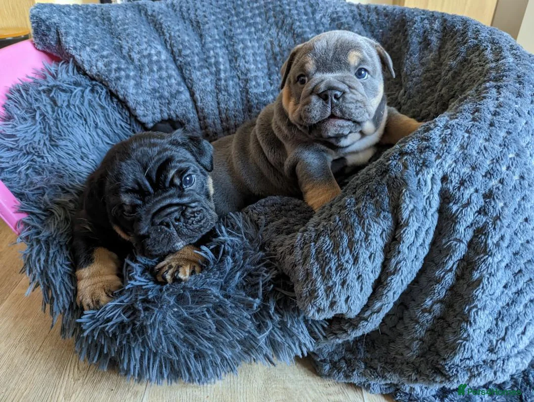 English Bulldog dogs for stud: Proven Full suit lilac and tan KC Bulldog for stud in Huddersfield - Advert 10