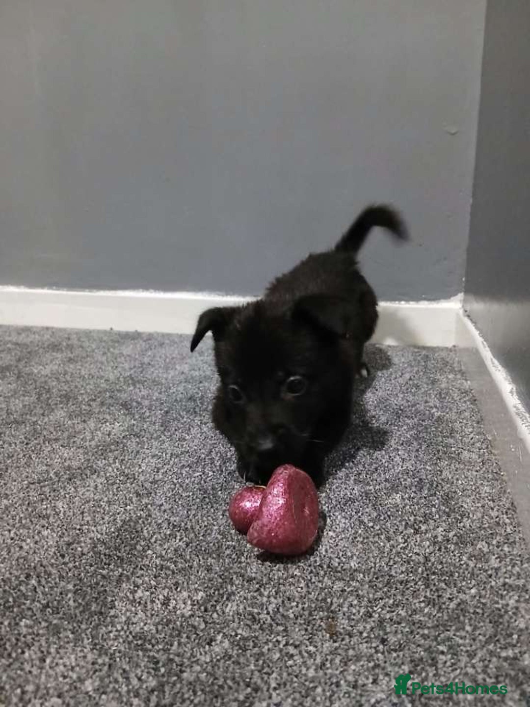 Mixed Breed dogs for sale: German Shepherd x huskita.  - Image 25