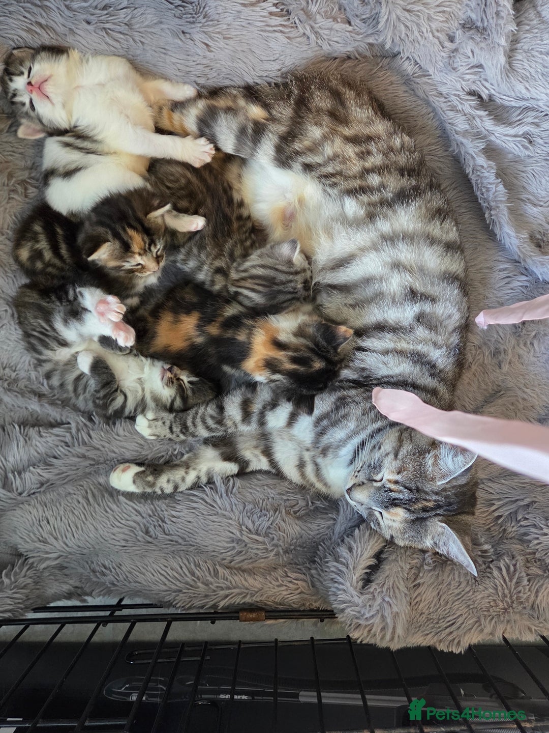 Mixed Breed cats for sale: Mixed colour tabby kittens - Image 7