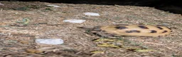 Tortoise reptiles for sale: Horsefield Tortoise and complete set up - Advert 4