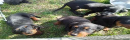 Doxiepoo dogs for sale: Daxiepoos 5 gorgeous pups  in Sturminster Newton - Advert 4