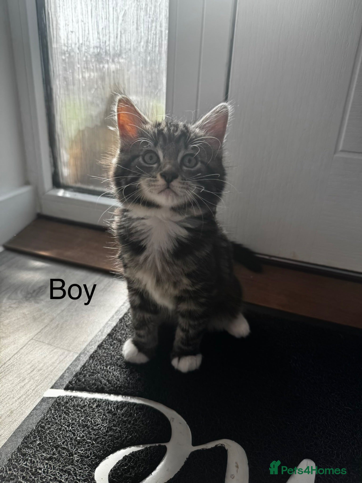 Mixed Breed cats Siberian x Ragdoll - Advert 12