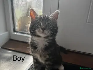 Mixed Breed cats Siberian x Ragdoll - Advert 12