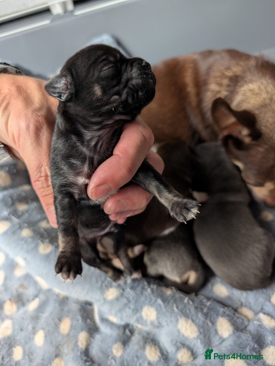 Chihuahua dogs for sale: 🐾 Adorable Chihuahua Puppies for Sale 🐾 - Image 7