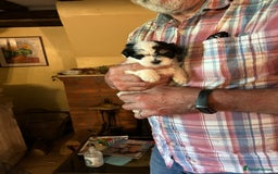 Mixed Breed dogs for sale: Tiny Korean Maltese / Havanese - Image 3