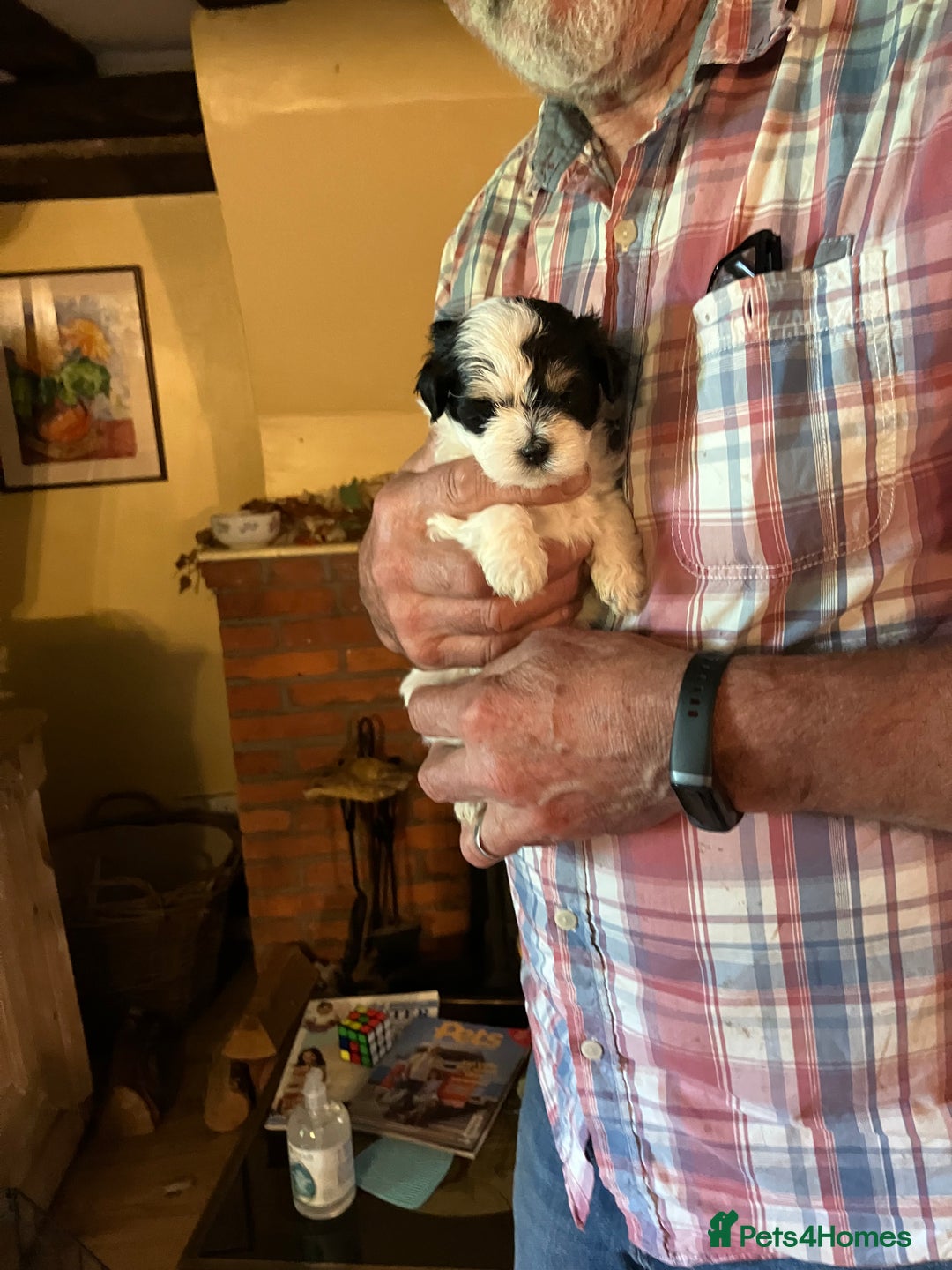Mixed Breed dogs for sale: Tiny Korean Maltese / Havanese - Image 3
