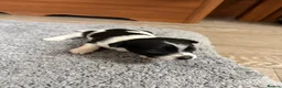 Jack Chi dogs for sale: 6 Adorable Puppies for Sale-4 Black, 2 Blac &White in Stourport-on-Severn - Advert 19