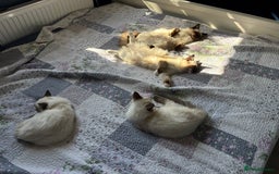 Ragdoll cats for sale: 5 beautiful Ragdoll kittens- 6 months old - Image 15