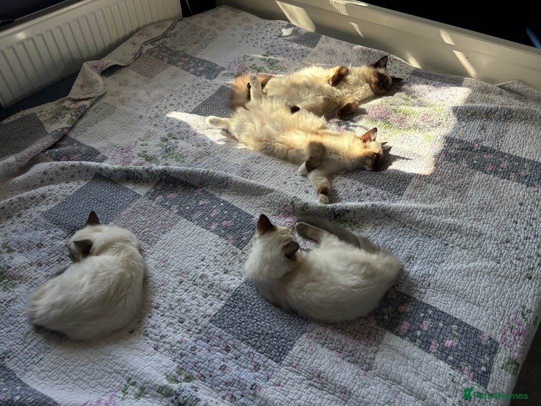 Ragdoll cats for sale: 5 beautiful Ragdoll kittens- 6 months old - Image 15