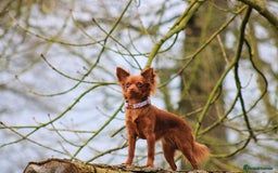 Chihuahua dogs for sale: One of a kind ChiPin Puppies - Image 23