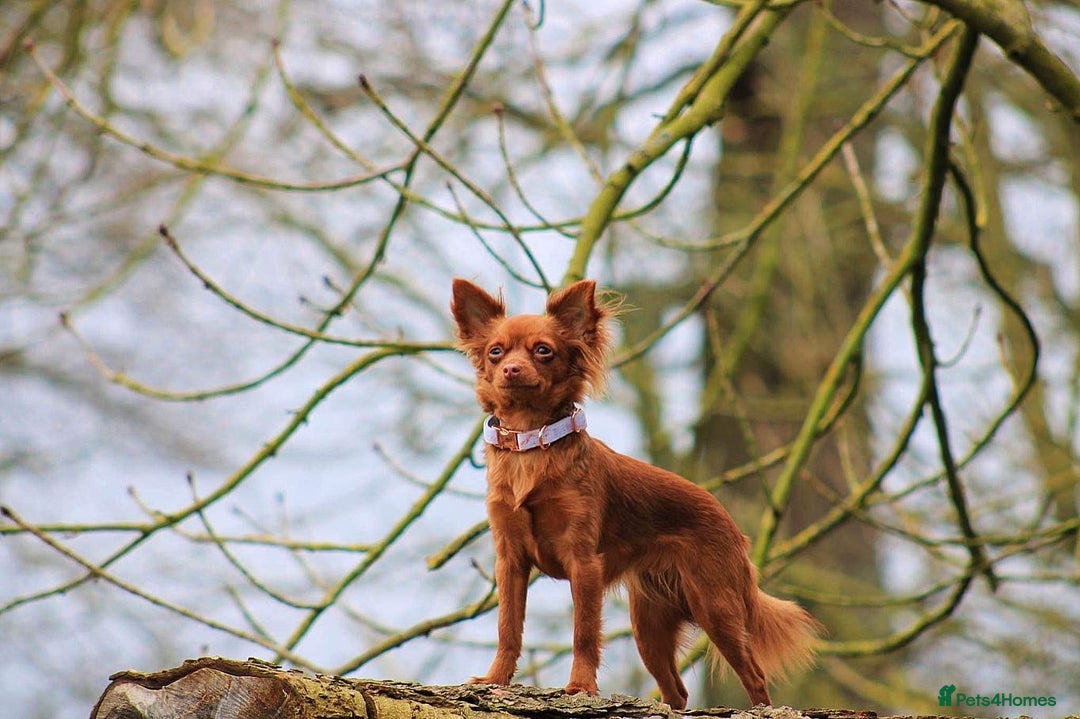 Chihuahua dogs for sale: One of a kind ChiPin Puppies - Image 23