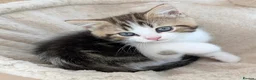 Mixed Breed cats for sale: Beautiful BSHxPersian kittens - Advert 4