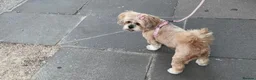 Lhasa Apso dogs for sale: Stormy  in London - Advert 23