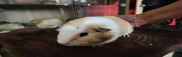 Guinea Pig rodents for sale: Guinea Pig Free to Good Home - Advert 7