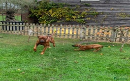 Rhodesian Ridgeback dogs for stud: (Our Duke) in Leominster - Image 16