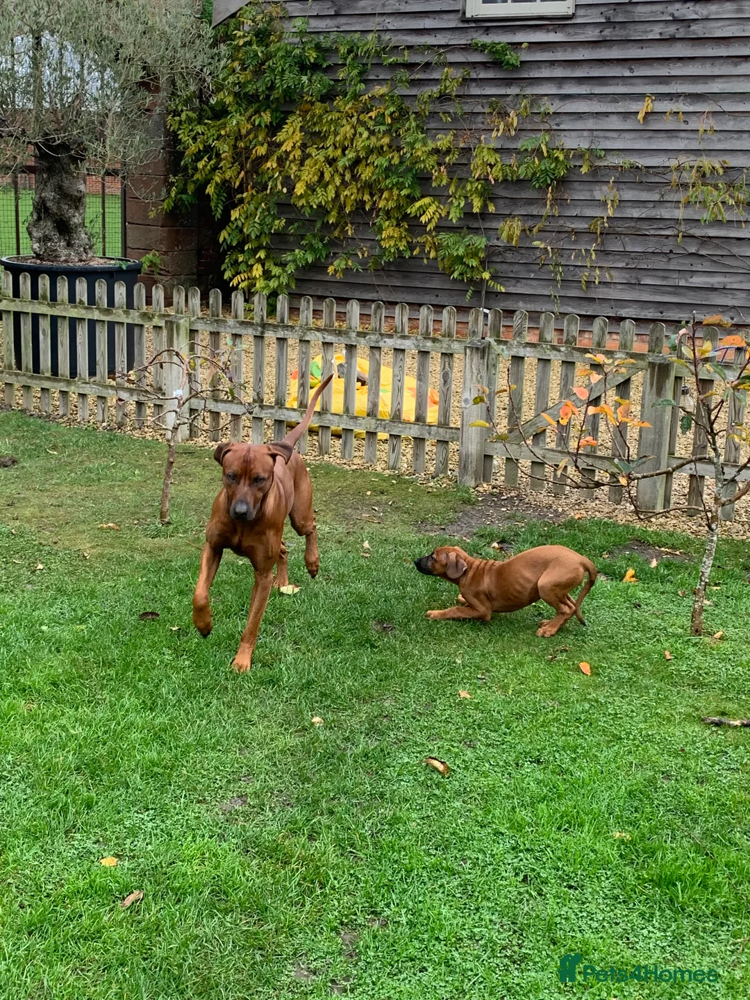 Rhodesian Ridgeback dogs for stud: (Our Duke) in Leominster - Advert 16