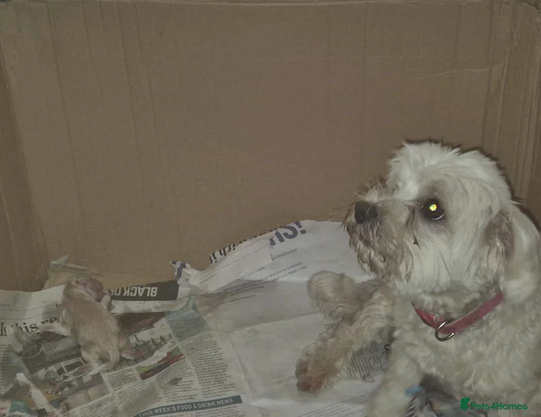 Maltese dogs for sale: Miniature Maltese  - Advert 23