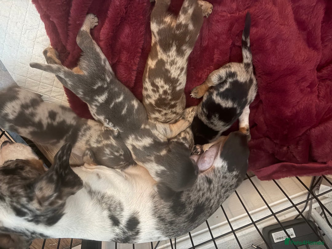 Dachshund dogs for sale: Miniature dachshund pups - Advert 5