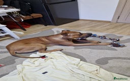 Mixed Breed dogs for sale: Jimmy Very loving staffy - Image 2