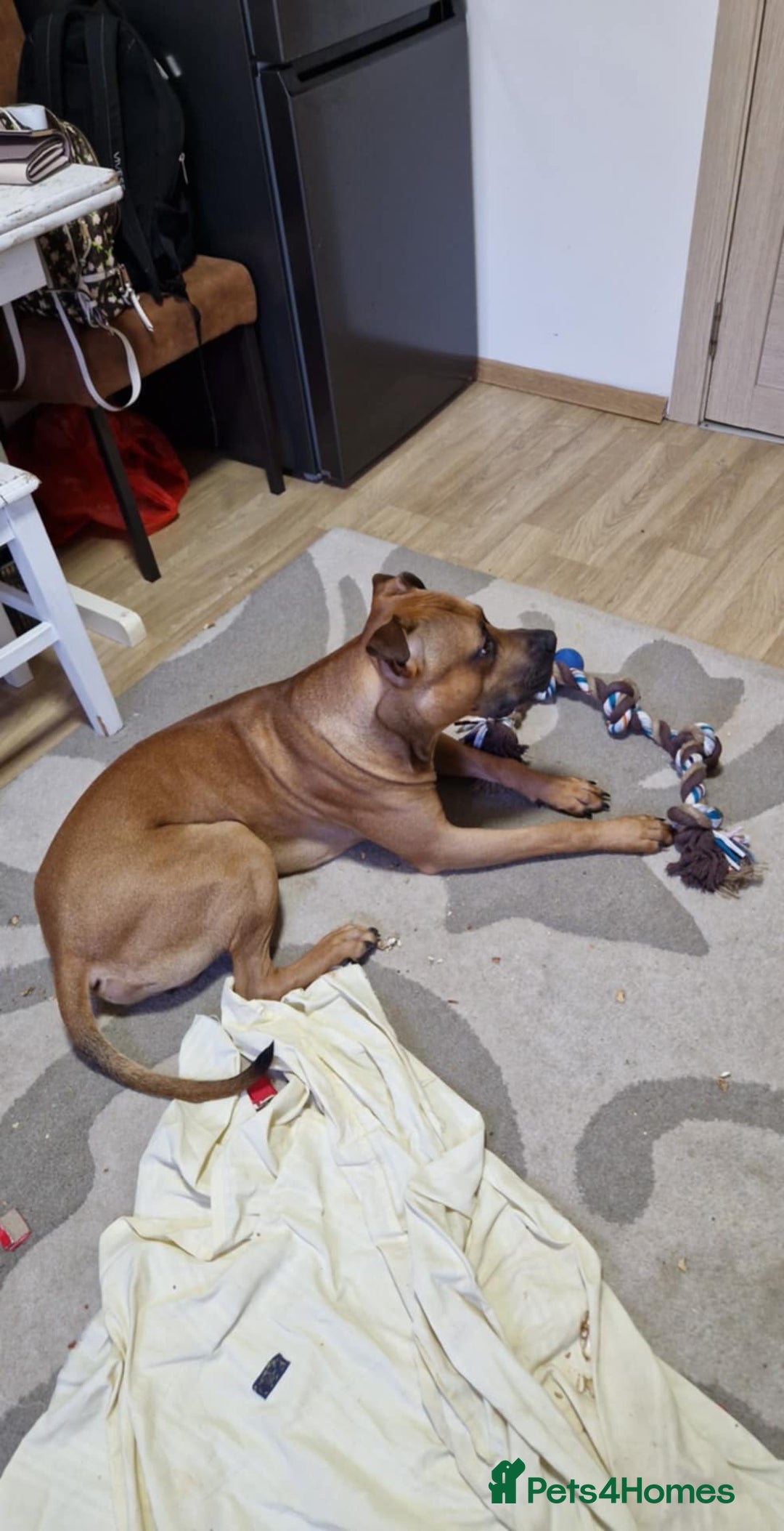 Mixed Breed dogs for sale: Jimmy Very loving staffy - Image 2