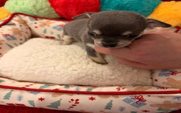 Chihuahua dogs for sale: Tiny apple head chihuahuas - Image 15