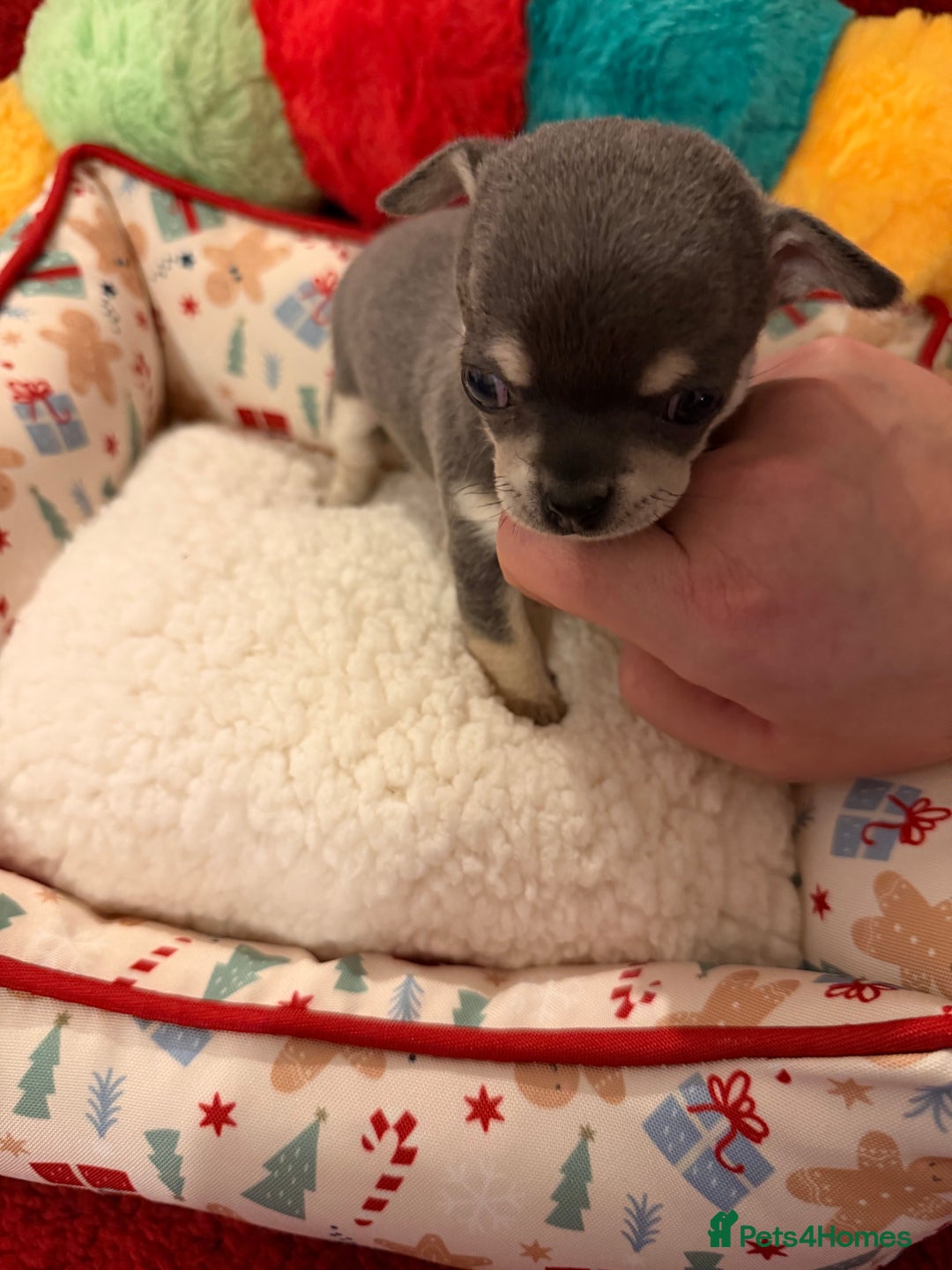Chihuahua dogs for sale: Tiny apple head chihuahuas - Image 15