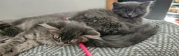 Nebelung cats for sale: Nebelung cross Ragdoll blue grey kitten. in Havant - Advert 6