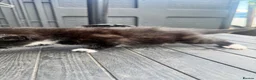 Mixed Breed cats for sale: Gorgeous litter of kittens  - Advert 7
