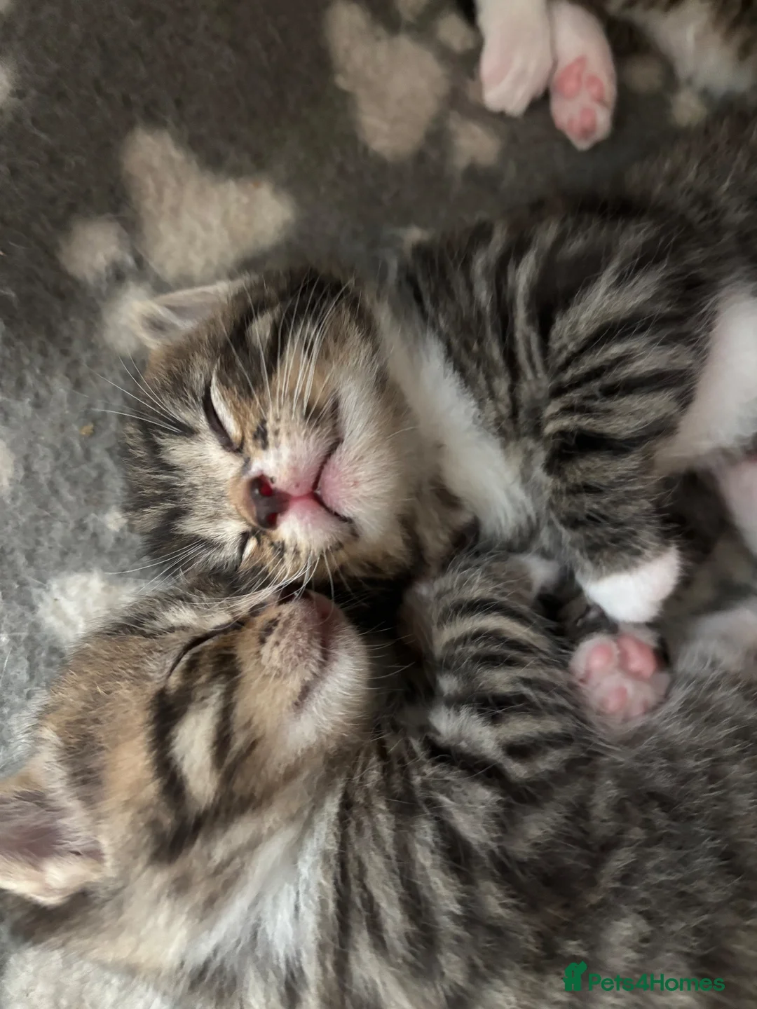 British Shorthair cats for sale: British shorthair cross - Advert 2