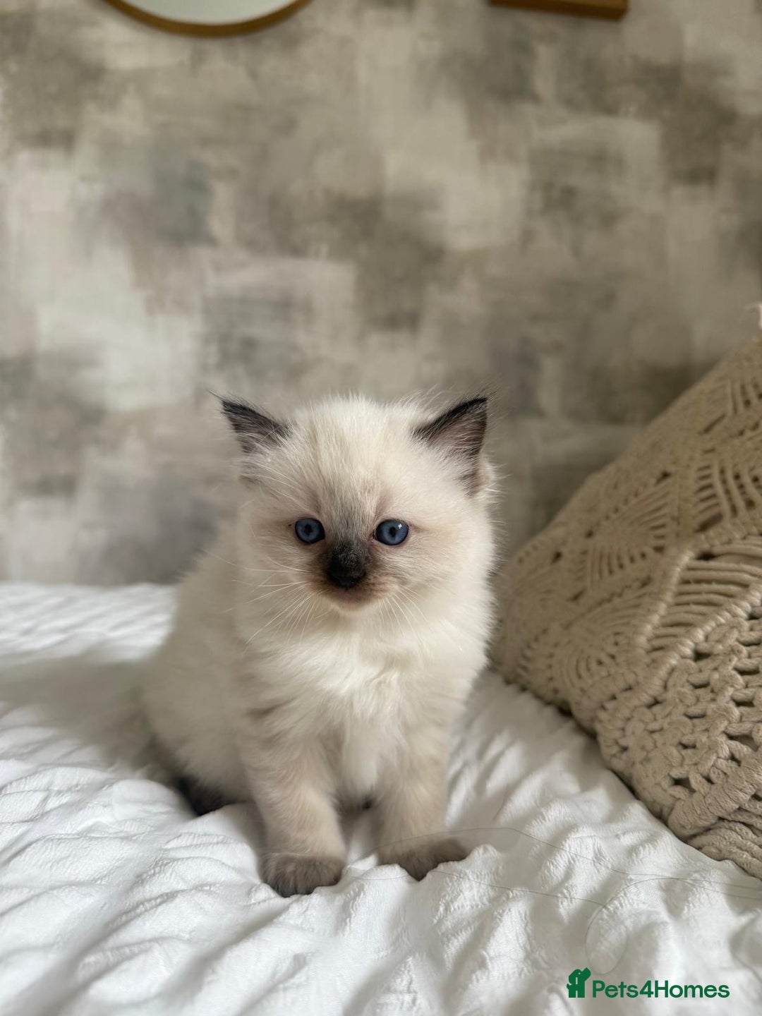 Ragdoll cats for sale: 🌸 Beautiful Purebred Ragdoll Kittens 🌸 - Image 4