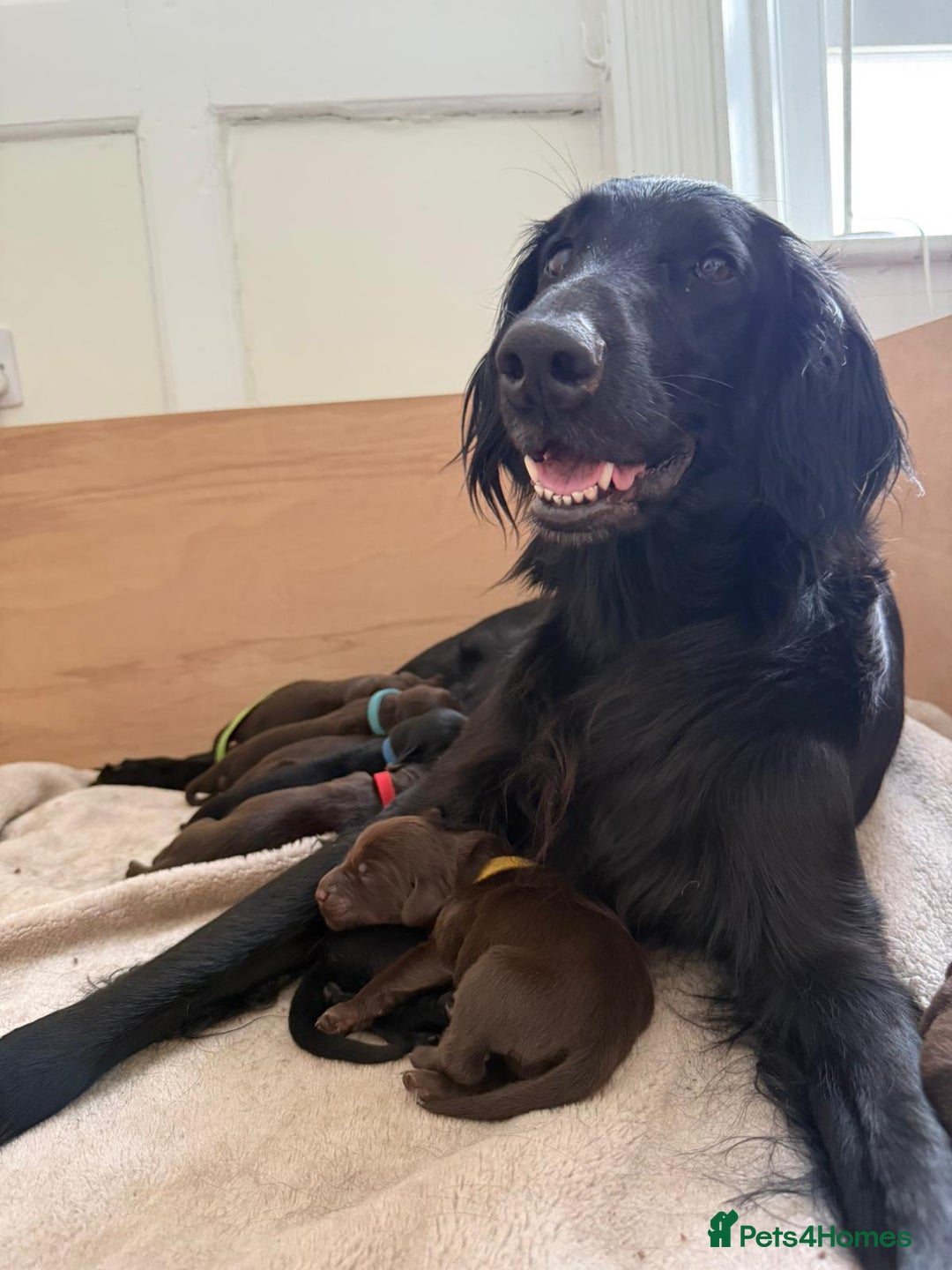 Flat coated Retriever dogs for sale: Flat coat Retriever Puppies for sale - Image 15
