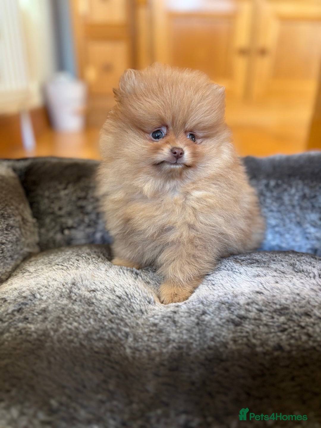 Pomeranian dogs for sale: Stunning Orange Boy - Advert 2