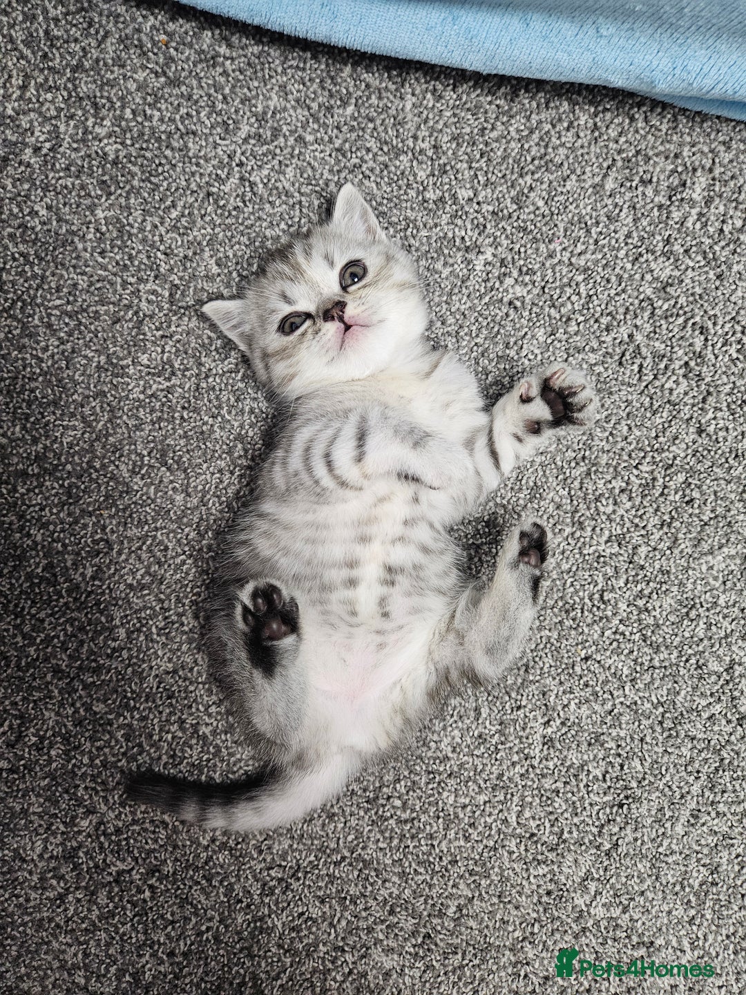 Scottish Fold cats for sale: Adorable Scottish fold Straight Ears Kittens  - Image 6