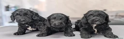 Cockapoo dogs for sale: Licensed breeder, health tested F1 cockapoos - Advert 32