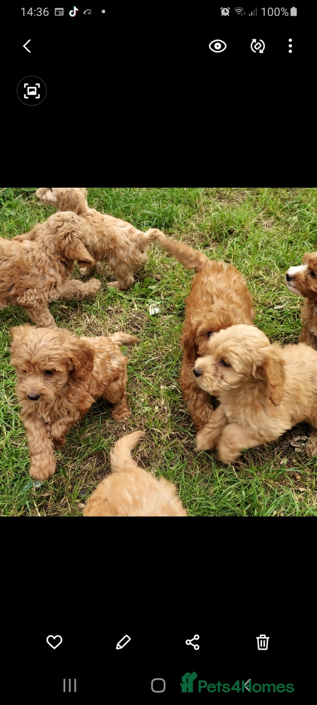 Cockapoo dogs for sale: F1 cockapoos available - Image 6