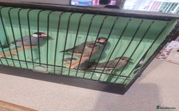 Finches birds for sale: Java sparrow  - Image 2