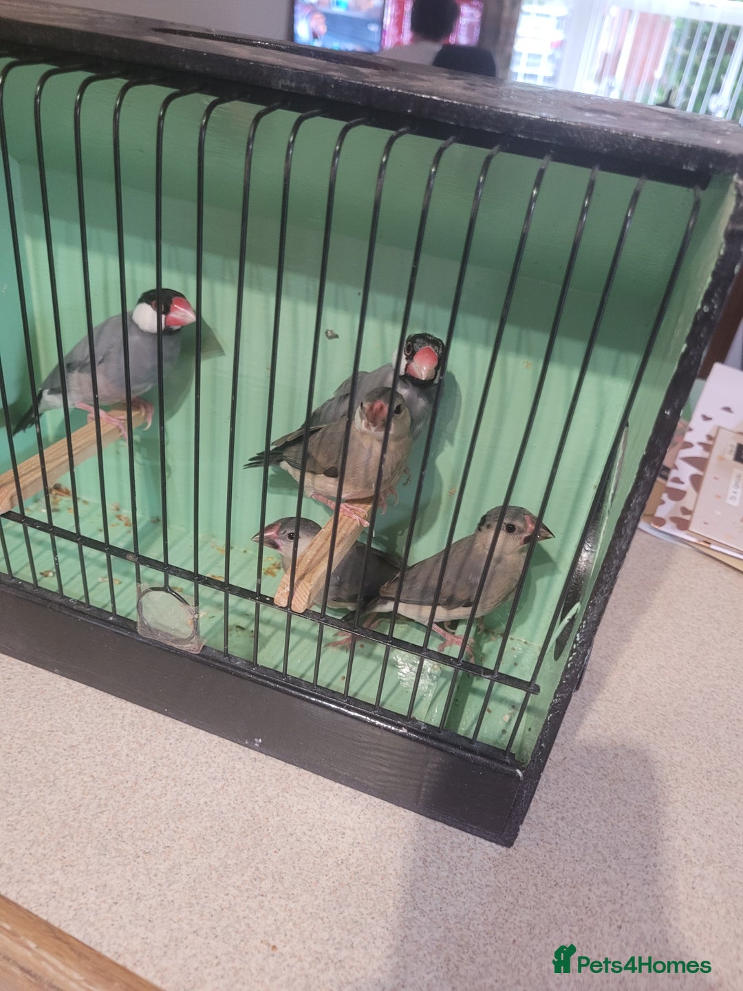 Finches birds for sale: Java sparrow  - Image 2