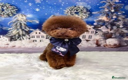 Toy Poodle dogs for sale: full ASIAN toy poodle 5* licensed breeder import  - Image 9