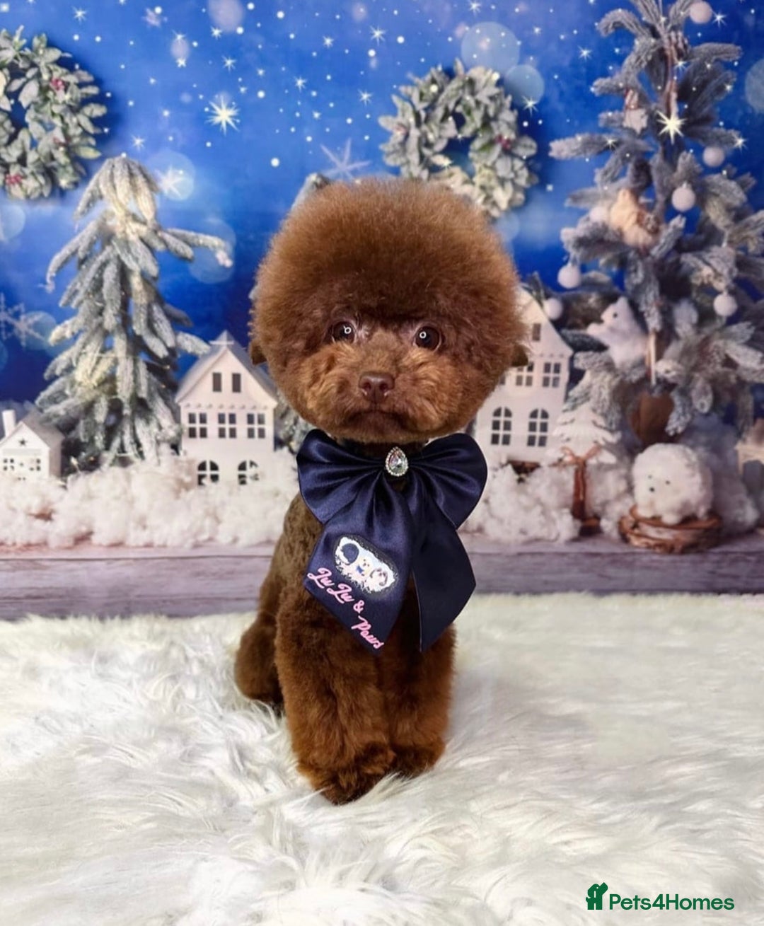 Toy Poodle dogs for sale: full ASIAN toy poodle 5* licensed breeder import  - Image 9
