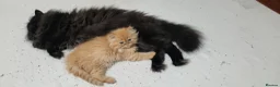 Persian cats for sale: Pure Persian Parents and kittens for sale in Hinckley - Advert 2