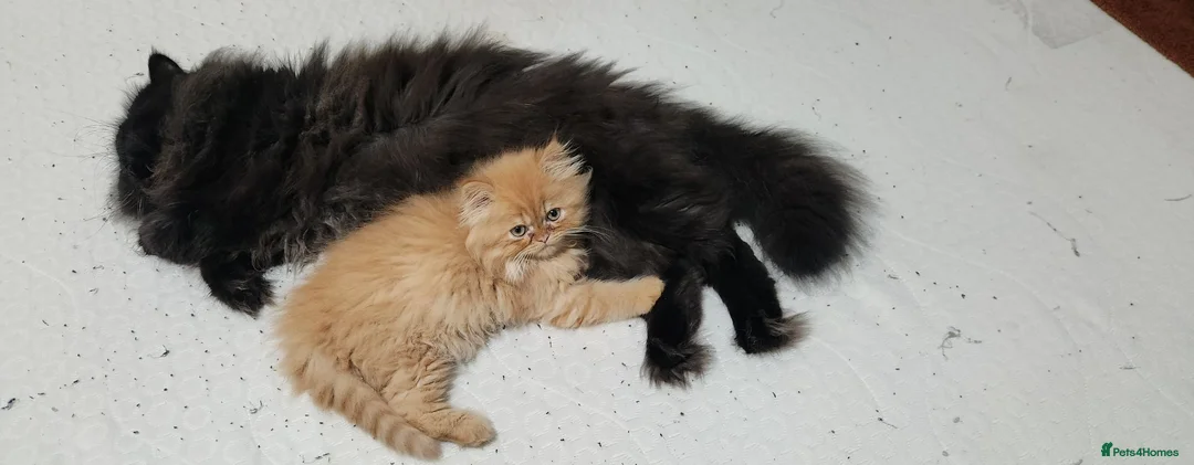 Persian cats for sale: Pure Persian Parents and kittens for sale in Hinckley - Advert 2