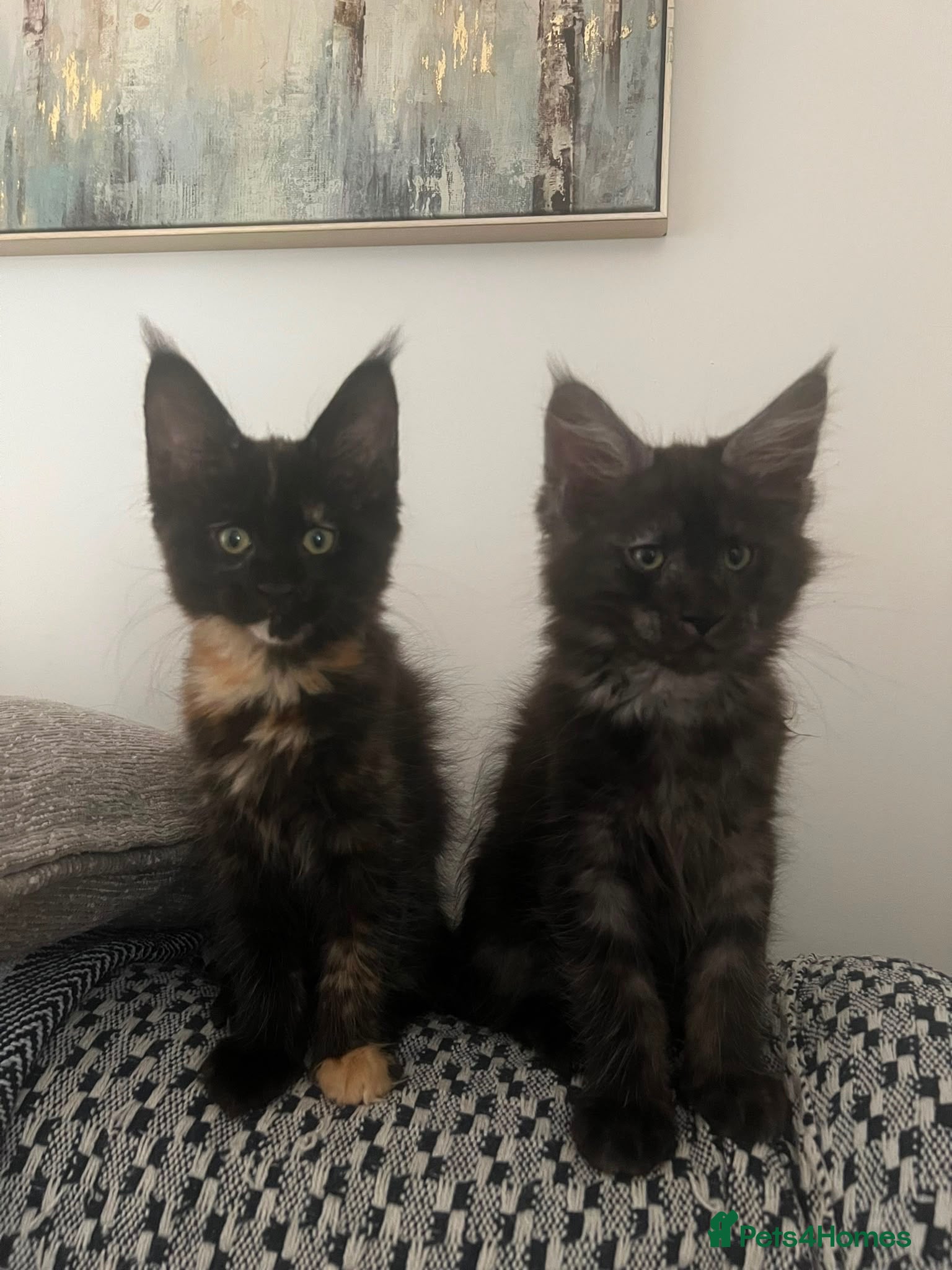 Maine Coon cats GCCF Reg Stunning Maine coon kittens  - Advert 2