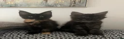 Maine Coon cats for sale: GCCF Reg Stunning Maine coon kittens  in Redditch - Advert 9