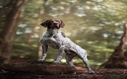 German Shorthaired Pointer dogs for stud: KC GSP Stud – Stunning, Strong, Smart - Image 11
