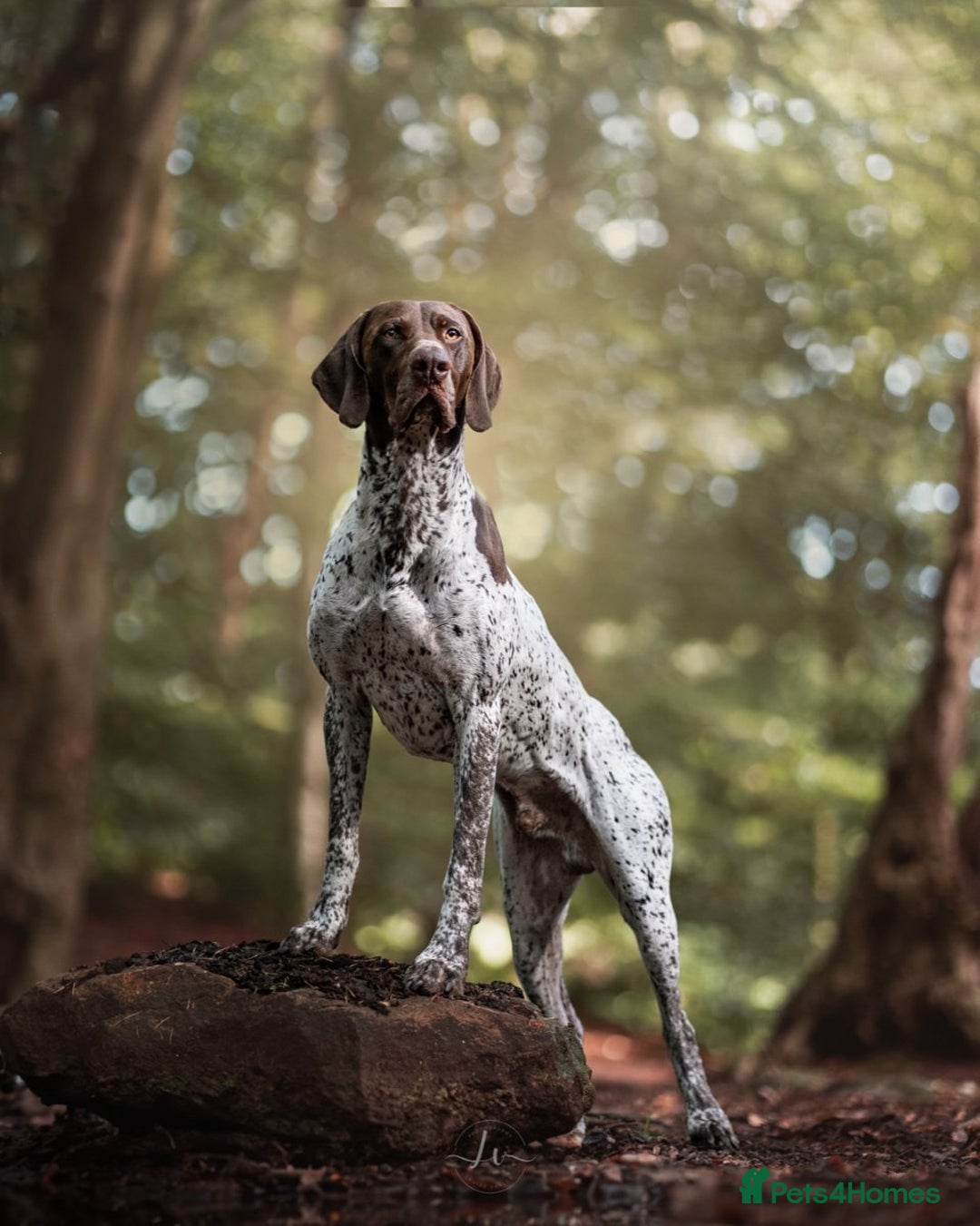 German Shorthaired Pointer dogs for stud: KC GSP Stud – Stunning, Strong, Smart - Image 11