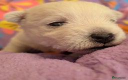 West Highland Terrier dogs for sale: Lovely westies puppies from excellent show linage - Image 3